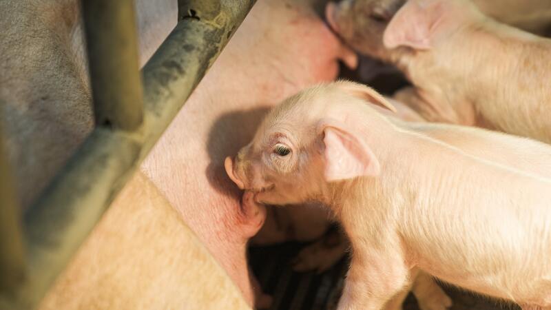 Leche materna animal en las granjas ganaderas porcinas 
